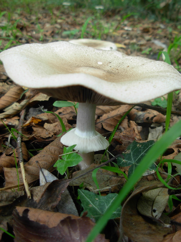 Agaricus moelleri